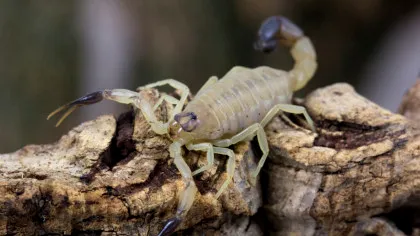 Scorpionii invadează orașele din Brazilia. Pericol alimentat de urbanizare și schimbări climatice